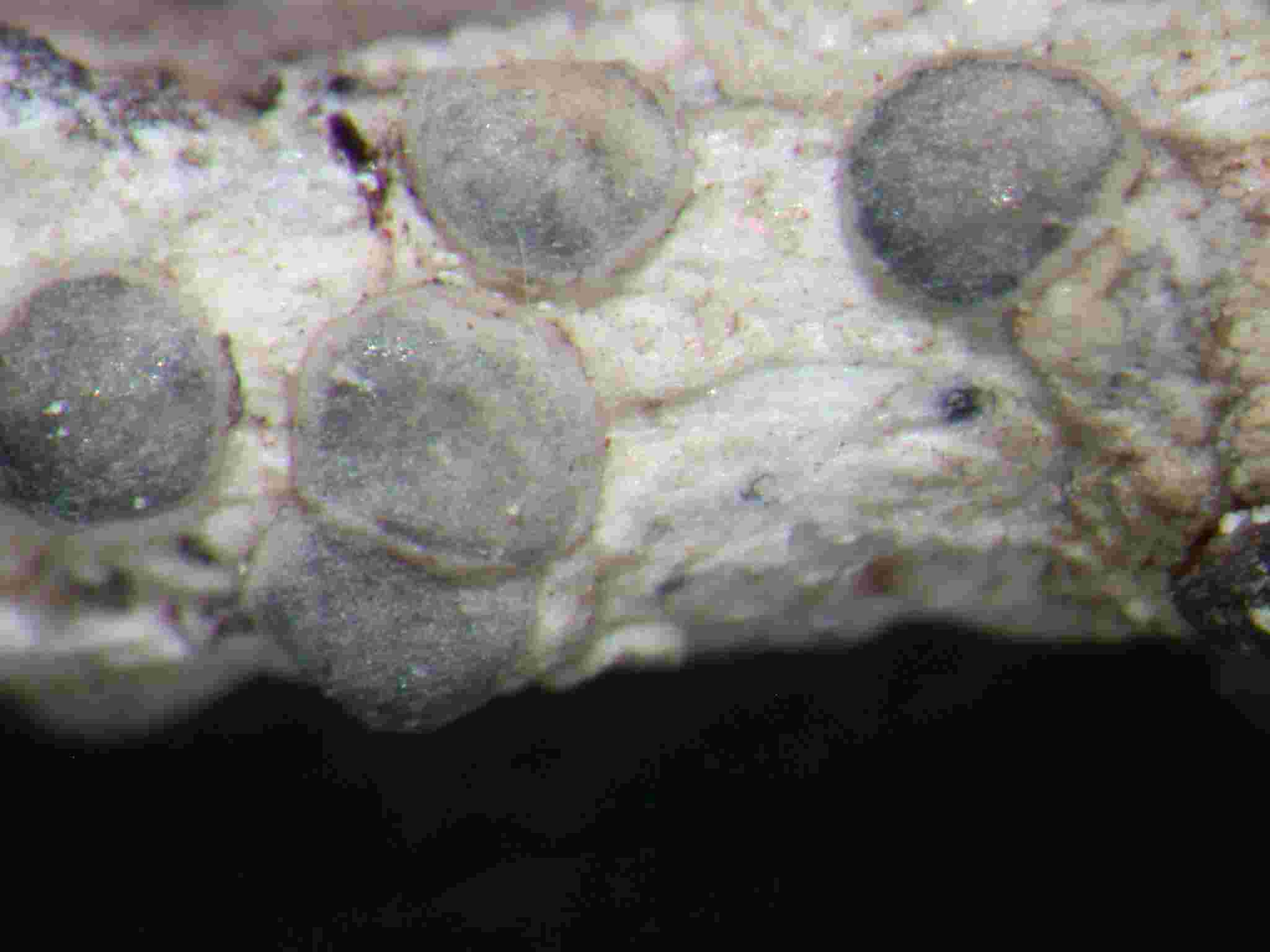 [Lecania naegelii]
